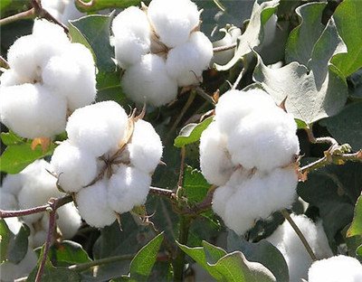 不同棉花品种施肥有异同