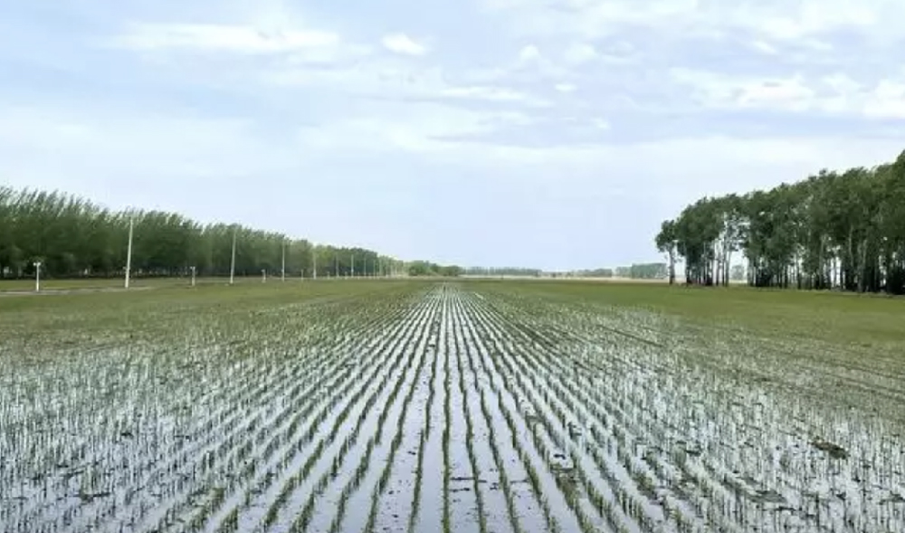 成都：应用生物有机肥助力农业绿色发展